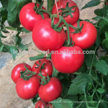 T32 Meite f1 semillas de tomate determinadas híbridas de invernadero, semillas vegetales chinas